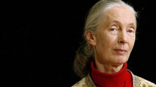 Todo empezó con unas ramitas