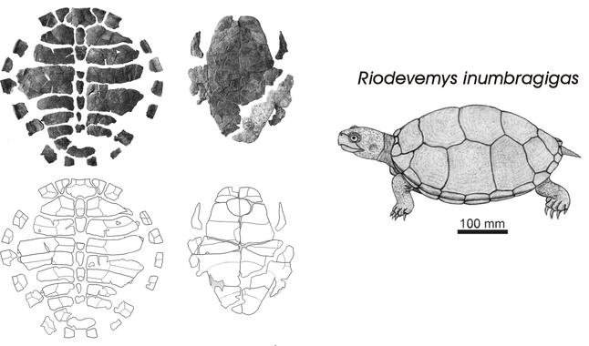 Descubren una nueva especie de tortuga a la sombra del gigante europeo de Riodeva