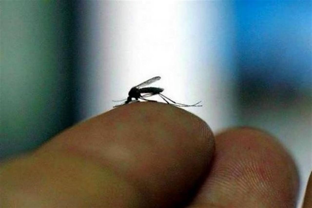 Pretenden luchar contra el zika con mosquitos modificados genéticamente