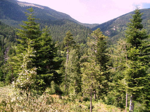 Cesefor realizará el sistema de información sobre cambio climático de los Pirineos