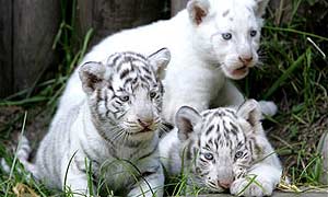 Te gustan los animales Pues aprende a gestionar zoológicos con INTESA