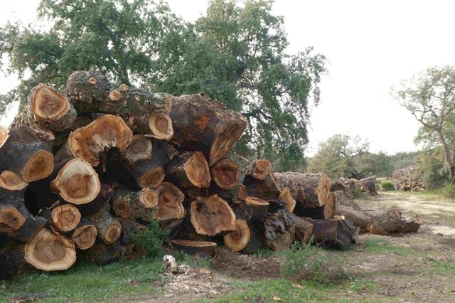 La tala de alcornoques centenarios en Almonte (Huelva) provoca una solicitud de investigación