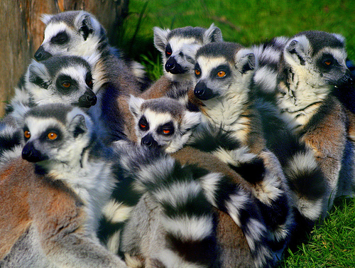 Los cambios sociales amenazan la biodiversidad de Madagascar