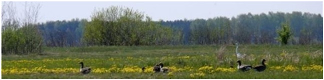 Ucrania declarará una reserva de la biosfera de casi 230.000 hectáreas en Chernóbil