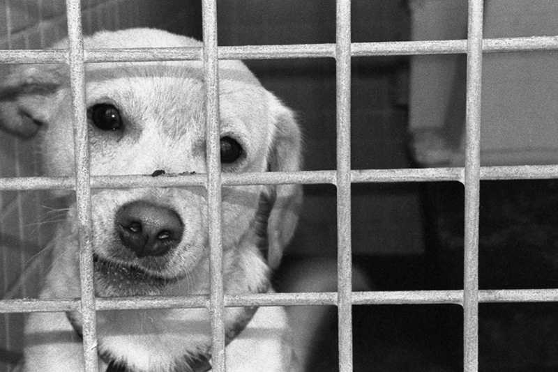 Los madrileños han adoptado 38.200 mascotas abandonadas en el último lustro