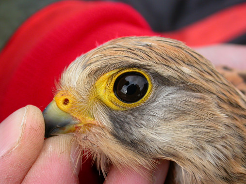 El color de la piel de las aves es hereditario