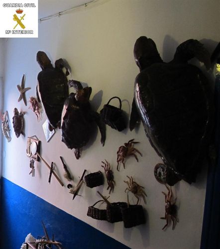 Intervenidas 13 tortugas bobas disecadas en El Hierro