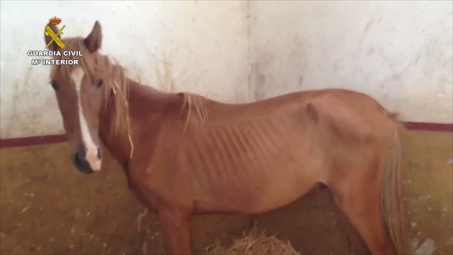 Imputadas 33 personas por maltrato de animales domésticos