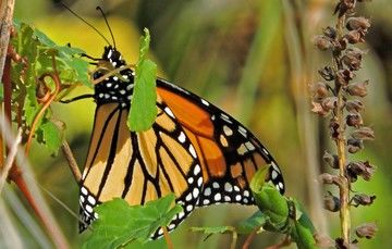 Atentos a la llegada de la mariposa Monarca