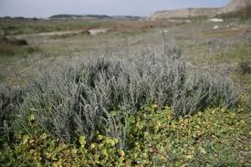 Cómo se adaptan las plantas a los suelos salinos