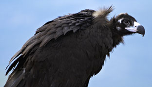 Andalucía arranca en centros educativos una campaña para la conservación del buitre negro