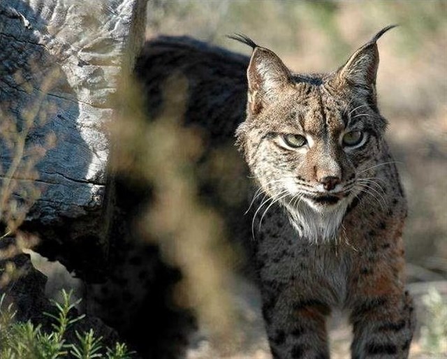 Fomento debe ‘actuar’ para la protección del lince