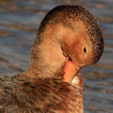 La pérdida de especies amenaza la salud humana