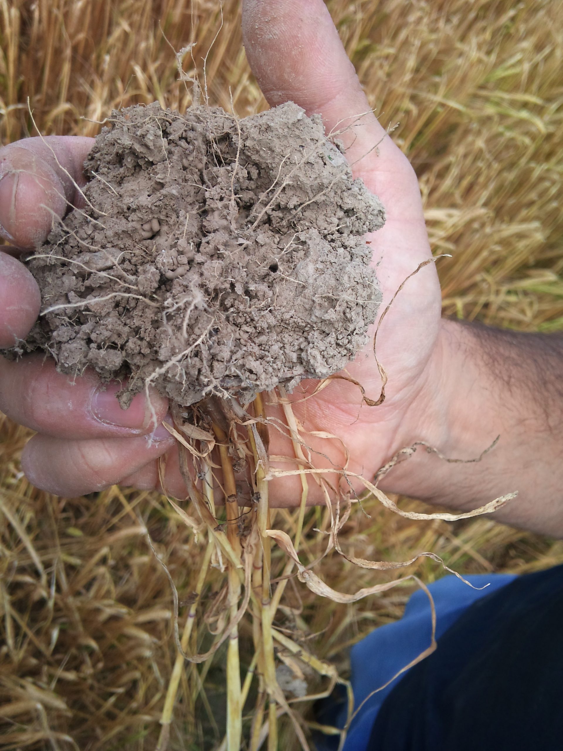 Neiker desarrollará una nueva metodología para preservar la biodiversidad en pastos