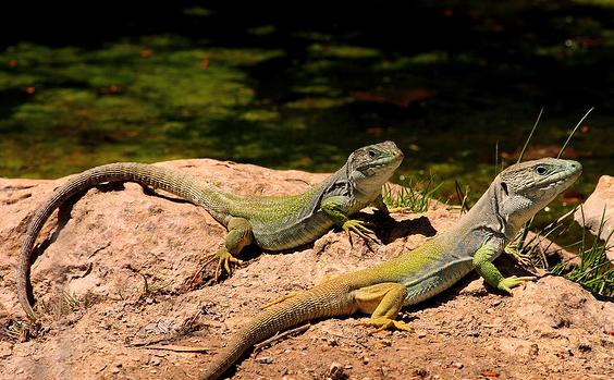 Varias especies de anfibios y reptiles de Castilla y León están en peligro por su poca distribución