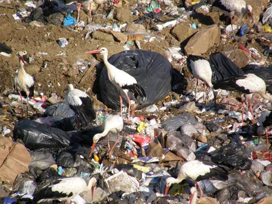 Residuos clandestinos en un vertedero de Los Barrios (Cádiz)