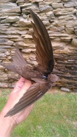 Espectacular ‘Programa Migra de SEO/Birdlife’