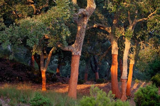 Andalucía pide abordar el desarrollo turístico sostenible de La Almoraima