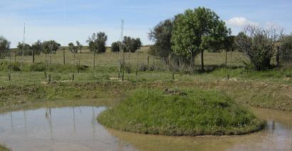 Recupera un ecosistema mediante la creación de un humedal y la repoblación de un bosque de ribera en Toledo