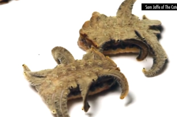 La oruga con cola de mono y tentáculos de pulpo