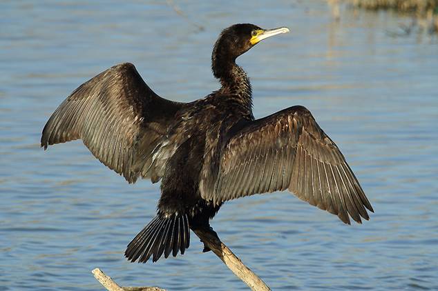 Medio Ambiente dejará sin protección al cormorán grande para contentar a los pescadores