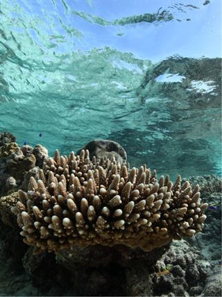 El coral se ‘blanquea’ por el cambio climático