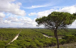 Juicio por atentado ecológico en el Pinar de Hierro y Cerro de La Espartosa