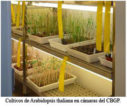 Un paso adelante para desvelar el funcionamiento de los genes de plantas