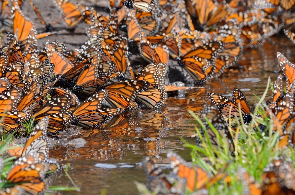 Sobrevivirán las mariposas monarca congeladas en México