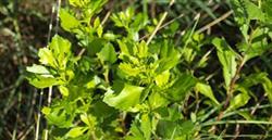 Representantes europeos elogian en Txingudi y Urdaibai las actuaciones medioambientales del Gobierno Vasco en la erradicación de plantas invasoras