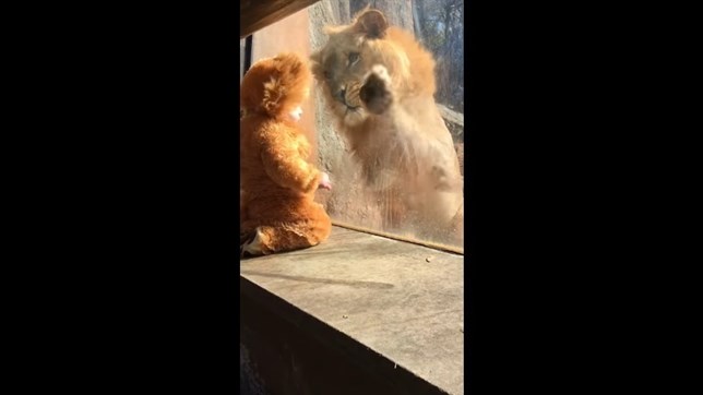 León y niño disfrazado de león qué pasará (Míralo en el VIDEO)