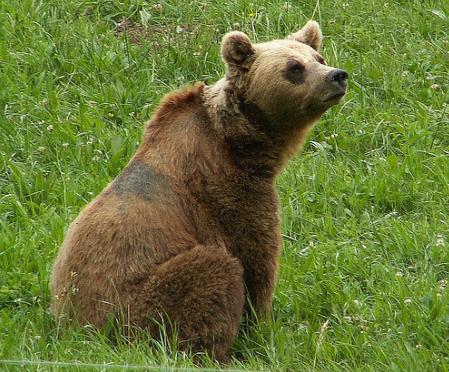Medio Ambiente refuerza el seguimiento de osos en Vall dAran