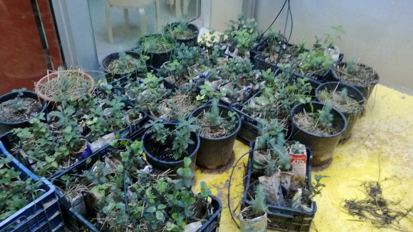 Ayúdanos a plantar árboles