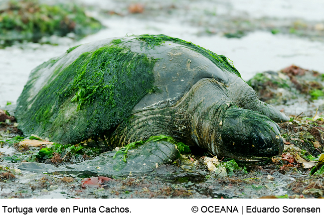 Chile. Oceana celebra fallo de corte suprema contra central termoeléctrica castilla