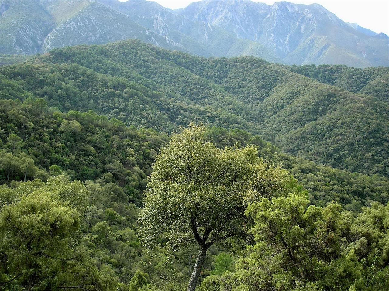 El Parque Nacional de la Sierra de las Nieves a punto de ‘caramelo’