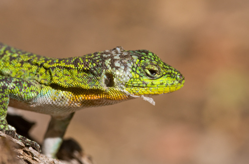 Científicos ecuatorianos descubren nuevas especies de lagartijas en los Andes