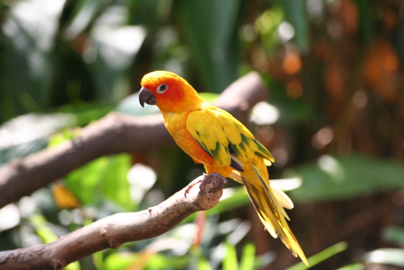 Las aves más ingeniosas son más sexys