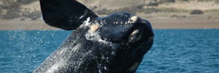 Se evalúa en Buenos Aires el estado de las poblaciones de ballena franca austral en el mundo
