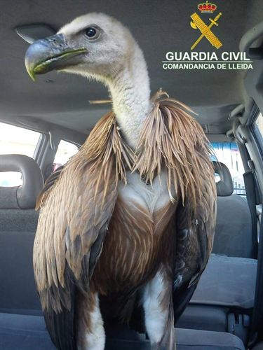 Recuperan un buitre leonado en La Pobla de Segur (Lleida)