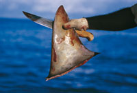 Costumbres frenan campaña en China para proteger a tiburones