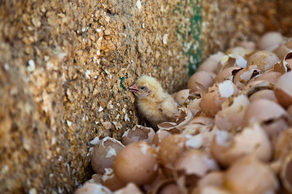 Crueldad en las incubadoras de pollos en España (Vea VIDEO)