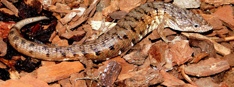 Identifican dos nuevas especies de reptiles en la Sierra de Zongolica