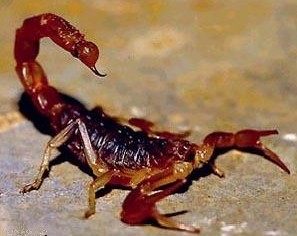 Veneno de alacrán contra la malaria