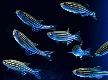 El primer censo de la vida marina documenta la diversidad y conexión de las especies oceánicas