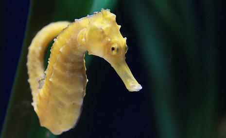 Mas de 17.000 especies en los fondos abisales son catalogadas por el Censo Mundial de Vida Marina