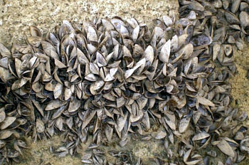 Murcia controlará las especies exóticas invasoras en el Segura