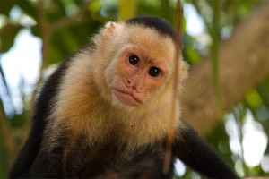 Mercado Libre suspende venta de Fauna Silvestre en Venezuela
