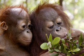 Indonesia: el último refugio de los orangutanes en peligro