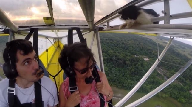 La gata ‘voladora’ (Ver VIDEO)