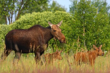 Nearly 30 Years After Chernobyl Disaster